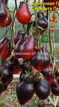 Томат Бронзовая Груша Сержанта Пеперса