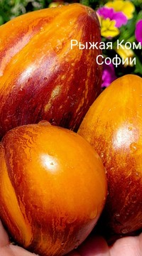Рыжая комета Софии