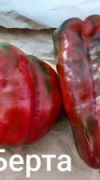 Перец сладкий Большая Берта