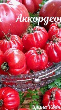 Томат черри Аккордеон