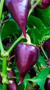 Перец сладкий Леся фиолетовая