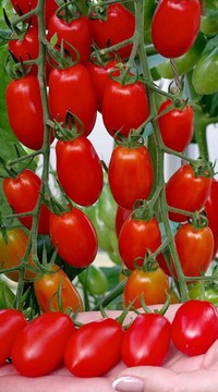 Томат-черри Алеся F1