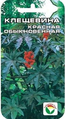 kleshchevina_krasnaya_5sht_sib_sad kleshchevina_krasnaya_5sht_sib_sad