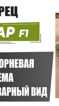 Огурец Анвар F1