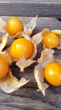 Физалис Оранжевая россыпь