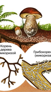 Микориза двойные корни 1 кг.