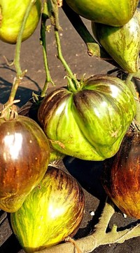 Томат Изумрудная парча (Софии Сааковой)