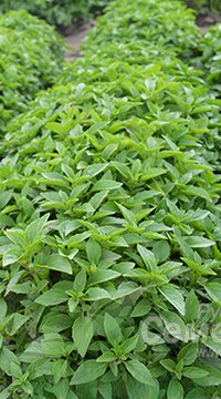 Базилик Гвоздичный