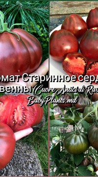 Томат Древнее сердце Равенны