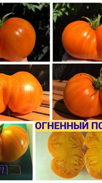 Томат Огненный поцелуй (Алифиров)