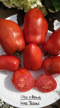 Томат Пышногрудая блондинка