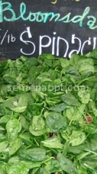 Шпинат Блумсдейл