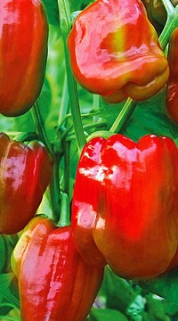 Перец Пифагор F1