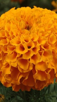 Бархатцы Тайшань оранжевые