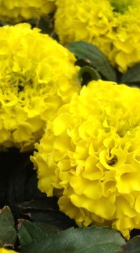 Бархатцы Тайшань желтые