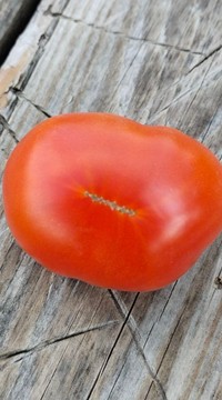 Томат Казабалыкский ранний