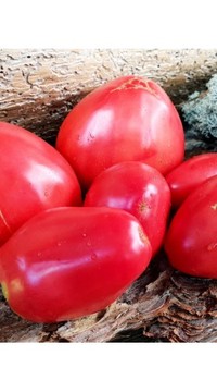 Томат Сердце Ангелины