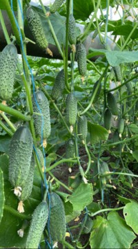 Огурец Америго F1