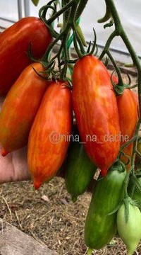 Томат-гном  Восстание боксеров (Боксерское восстание)