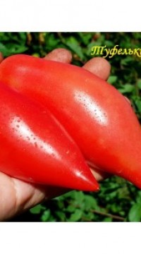 Томат Tуфельки Султана розовые  (от Софии Сааковой)