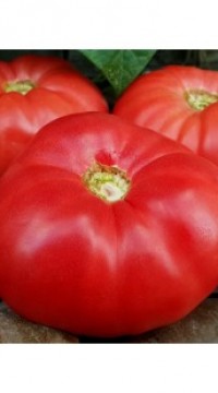 Томат Большие деревья Боттом