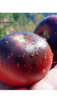 Томат Дикий чернослив