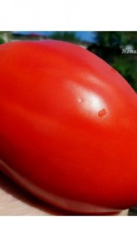 Томат паста Неллы