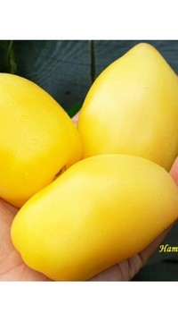 Томат Венера с белыми сосками