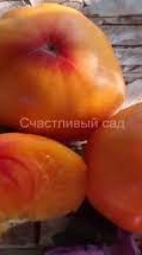 Томат Шен фас аха