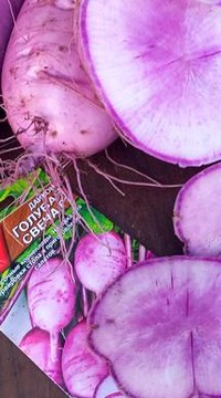 Дайкон Голубая свеча F1