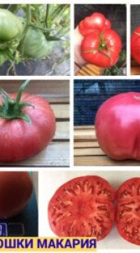 Томат От Батюшки Макария