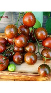 Томат Черная вишня Турции