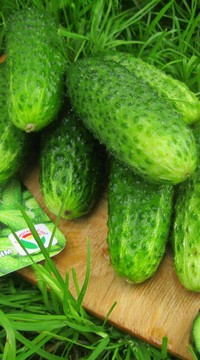 Огурец Кнопа F1