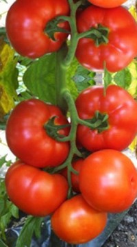 Томат Ралли F1