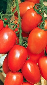 Томат Колибри F1