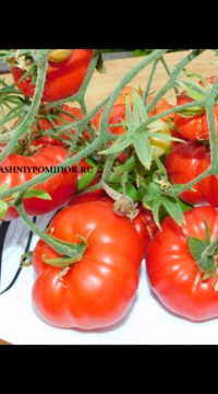 Томат KAS 29