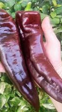 Перец сладкий Палермо шоколадный F1