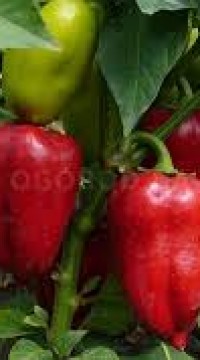 Перец Винни Пух