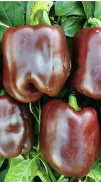 Перец сладкий Куб шоколадный
