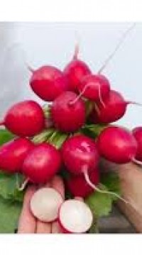 Редис Царевна F1