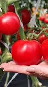 Томат Аристократ F1