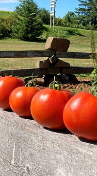 Томат Коляда F1