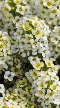 Алиссум Эстер Боннет Лемон