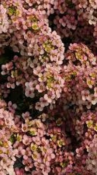 Алиссум Эстер Боннет Пич