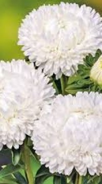 Астра Сиринга Белоснежные Облака