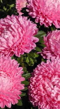 Астра Сиринга Розовый Перламутр