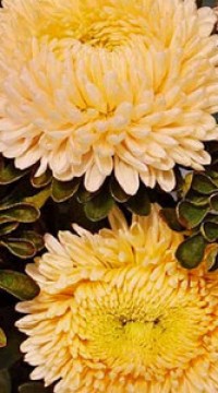 Астра Сиринга Сочный Апельсин