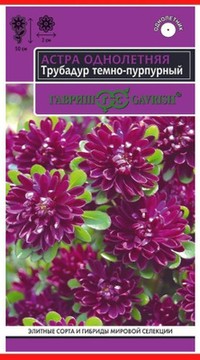 Астра Трубадур Пурпурный Закат