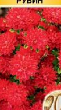 Астра Трубадур Рубин