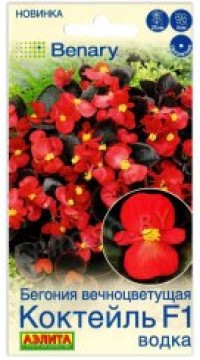 Цветы Бегония Коктейль F1 Водка вечноцветущая